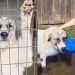 Shelter Dog Escaped From a ‘Neglect Situation’ Only To See More Struggles