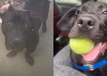 Shelter’s Longest Resident Dog Hoping To Get Adopted Is a Certified ‘Social Butterfly’