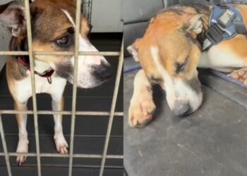 Shelter Dog Lives With the Trauma of Previous Owners Surrendering Him