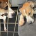 Shelter Dog Lives With the Trauma of Previous Owners Surrendering Him