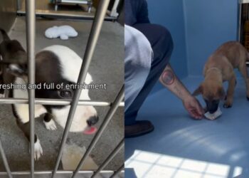 Shelter Dogs Get a Heartwarming Surprise That They Weren’t Prepared For