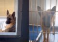 Shelter Dog Was Once the ‘Perfect Cuddler,’ but Fights for His Life Alone Now
