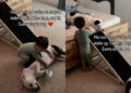 Toddler’s Morning Routine Includes Finding the Dogs & Greeting Them With Belly Rubs