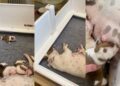 Mama Dog’s Baby Gets Separated From Her, Then Struggles To Find His Way Back Into Her Embrace