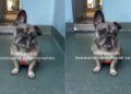 Lost Stray Dog Never Finds Her Way Home, Only To End up in a Shelter & Find Something Better
