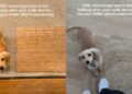 Dog Gets Forgotten in Hallway After Walk & Demands Belly Rubs as Compensation