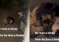 Stray Dog Once Walked Into Shelter, Not Knowing He’d Leave With Humans & a Home of His Own