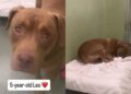Shelter Dog’s Whole World Changes Overnight After Family Surrenders Him, Leaving Him Confused & Sad