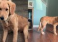 Golden Retriever’s Early Morning Plan Sends Mom Into Full Panic Mode