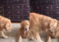 Golden Retriever Plays Invisible Super Spy To Impress Furry Sibling