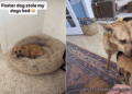 Rescue Dog Gives up His Most Prized Possession Just for Foster Sibling