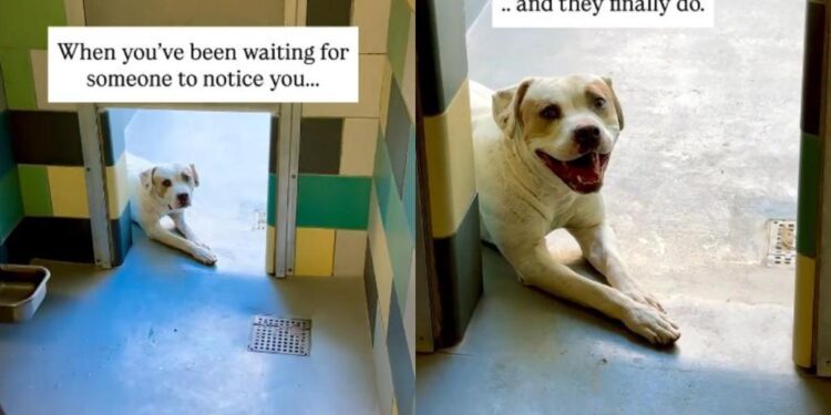 Shelter Dog Doesn’t Think Anyone Will Notice Him Until One Human Makes the Unthinkable Happen
