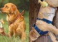Golden Retriever Was Duck’s Favorite Perch as a Duckling & Nothing Has Changed