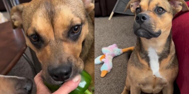 Dog Keeps ‘Stealing’ Vegetables From the Garden, but She Always Gives Them Back