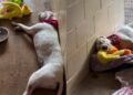 Human Leaves Deaf Shelter Puppy With a Toy in Her Kennel, Only To Find Her Cuddling It Later