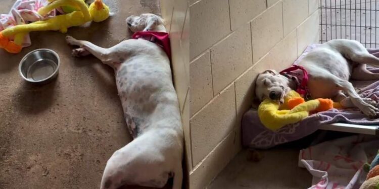 Human Leaves Deaf Shelter Puppy With a Toy in Her Kennel, Only To Find Her Cuddling It Later