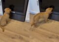 Golden Retriever Puppy Meets Her Reflection & Can’t Believe It