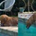 Golden Retriever Has a Pool Routine: Toss, Retrieve, Chew, Repeat