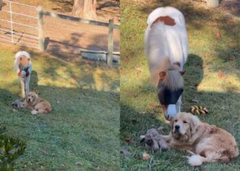 Golden Retriever Lets His Pony Friend Nibble Away & Personal Space Is Clearly Optional