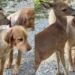 Golden Retriever Has an Unlikely Best Friend in a Deer & She’s Apparently Not Big on Sharing