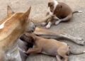 Mama Dog Rests With Her Two Puppies — One Brings the Chaos While the Other Keeps It Calm