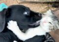 Dog Leans Into a Kitten’s Camping Chair — Sharing a Seat Is Turning Into a Contact Sport