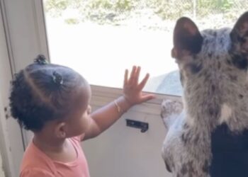 Dog Gets Into a Sibling-Like Squabble With Toddler, Who Looks Ready To Tell Mom