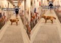 Golden Retriever Keeps Looking Back To Check on Her Human, Making Sure They’re Still There