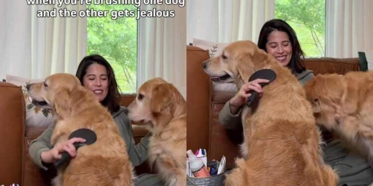 Golden Retriever Watches Her Sister Get Brushed & Makes Sure Mom Remembers She’s There Too