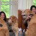 Golden Retriever Watches Her Sister Get Brushed & Makes Sure Mom Remembers She’s There Too
