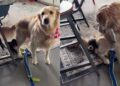 Puppy Steals Golden Retriever’s Toy, but She Has a Clever Trick To Get It Back