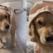 Golden Retriever Gives Mom Serious Side-Eye Over Her Cute Hooded Rain Jacket