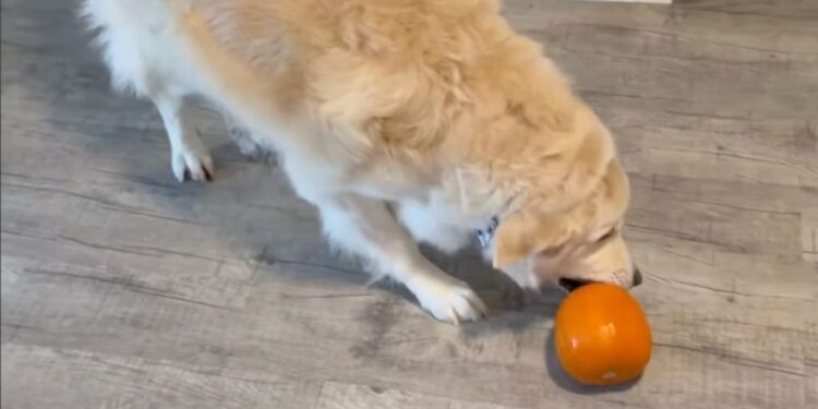 Golden Retriever Claims Mom’s Pumpkin — Apparently All Fall Decor Is a Potential Toy