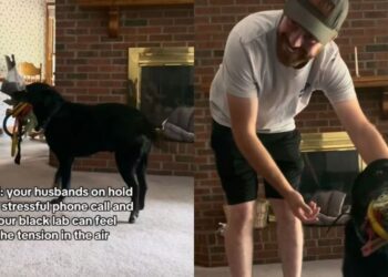 Senior Dog Notices Dad Is Stressed & Decides His Toy Collection Can Fix Everything