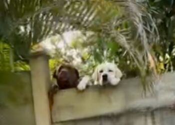 Neighbor’s Dogs Have the Sweetest Way of Showing They’re Ready for a Visit