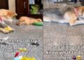 Mama Rescue Dog Learns to Play With Toys & Her Own Babies Are the Teachers