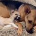 Rescue Puppy Copies His Big Buddy’s Nap Pose — Being Like Him Seems To Mean Everything