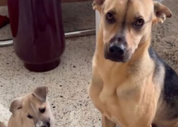 Rescue Puppy Squeezes Into His Furry Brother’s Bed — Being Close Matters More Than Having Room