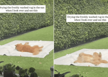 Golden Retriever Turns a Freshly Washed Rug Into the Best Rolling Spot in the Yard