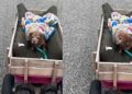 Senior Dachshund Gets the Royal Treatment as He Enjoys a Cozy Wagon Ride