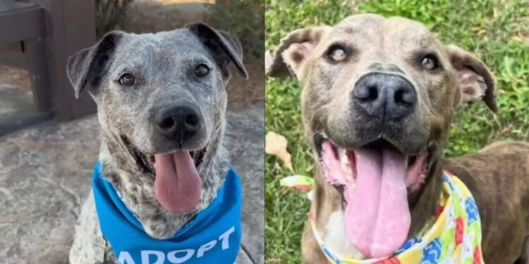 Shelter Dogs Start Their Search for Love Again — Two Celebrated Adoptions End in Returns