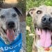 Shelter Dogs Start Their Search for Love Again — Two Celebrated Adoptions End in Returns