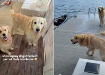 Golden Retrievers Discover Their New Lake View — Mom Knew Exactly What Would Make It Home