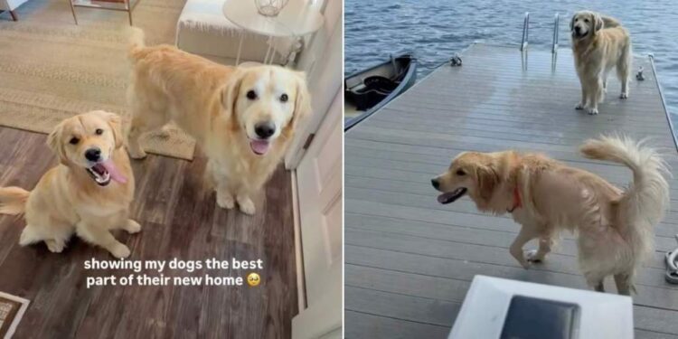 Golden Retrievers Discover Their New Lake View — Mom Knew Exactly What Would Make It Home