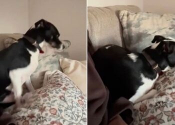 Dog Can’t Just Sit Down Next to Mom — He Has to Get His Cozy Setup Exactly Right First