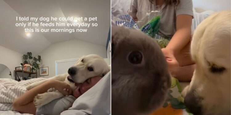Golden Retriever Watches His Bunny Eat Breakfast — His Morning Shift Is Too Sweet to Miss