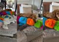 Golden Retriever Is So Scared of the Robot Vacuum He Takes All His Toys to Safety