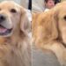 Golden Retriever Reacts When Mom Blames Dad for Coming Home Late — Her Face Says It All