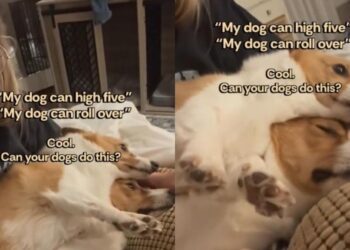 Dog’s Definition of a Good Cuddle Is Stacking Herself Directly on Top of Her Son