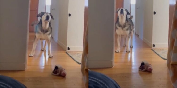 Senior Blind Dog Stomps Until Mom’s Boyfriend Gets Out of Bed Because His Day Can’t Wait